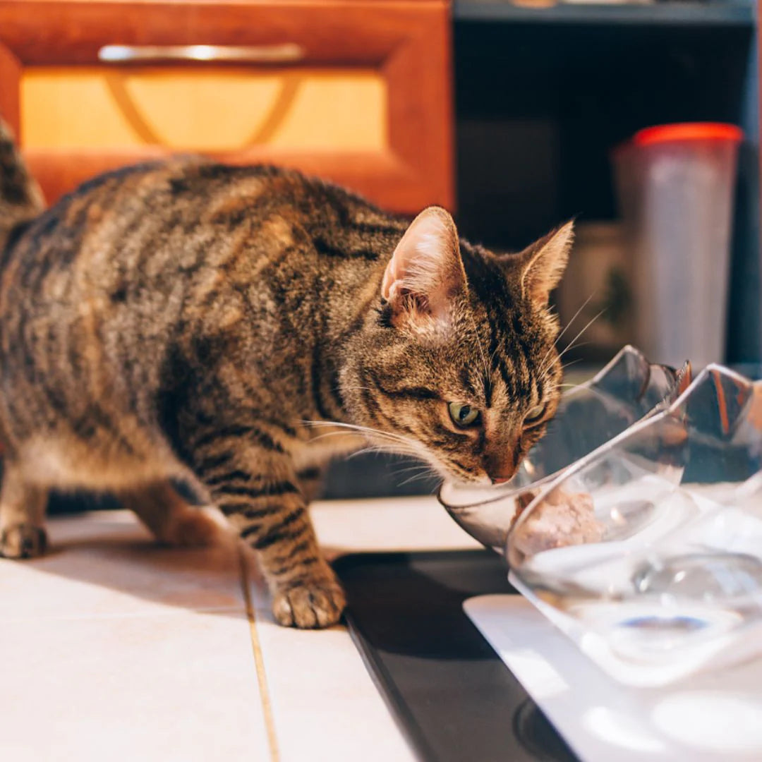 PurrBowl